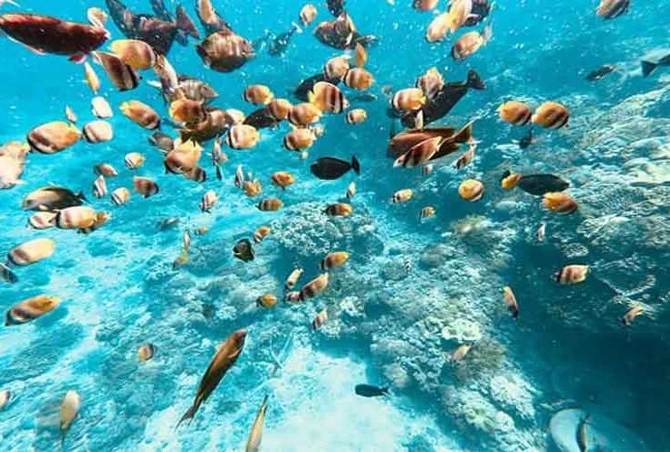 The Best Snorkeling in Bali, Find one of them in Nusa Penida